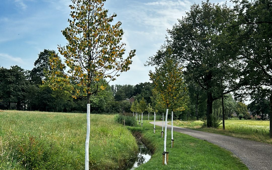 Plant je boom met aandacht en de juiste producten